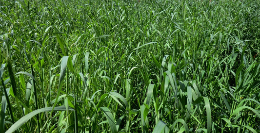 Guía práctica de abonado verde y su impacto en la fertilidad del suelo
