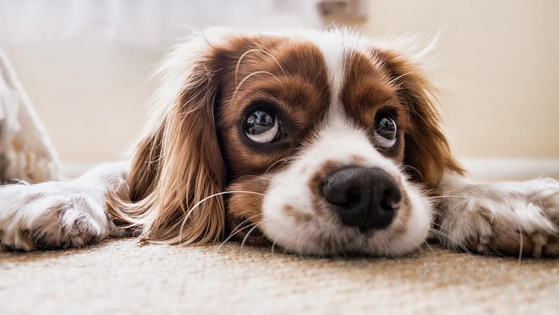 Suplementos y vitaminas para perros y gatos: cuándo son necesarios