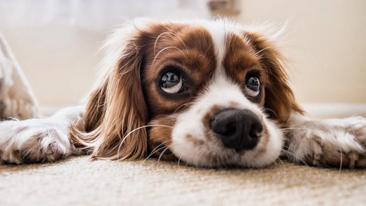 Suplementos y vitaminas para perros y gatos: cuándo son necesarios