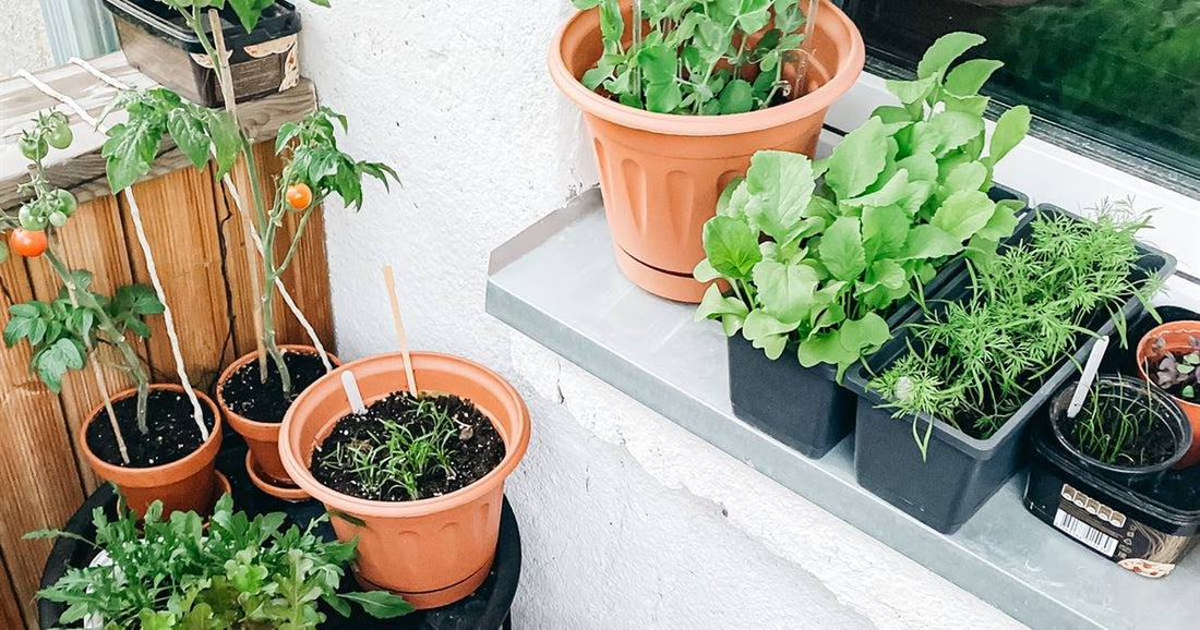 Huertos urbanos: cómo empezar paso a paso en casa o terraza