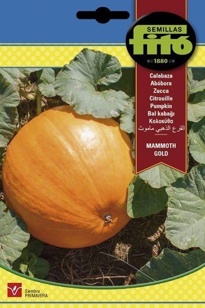 CALABAZA MAMMOTH GOLD SUPERBOL