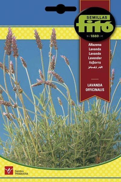 LAVANDA OFFICINALIS SUPERBOL