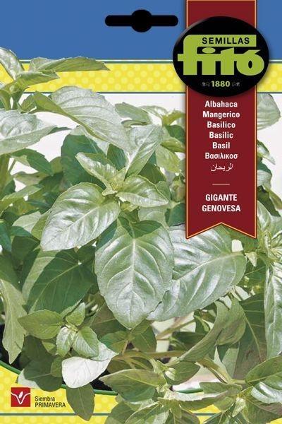 ALBAHACA GIGANTE GENOVESA SUPERBOL