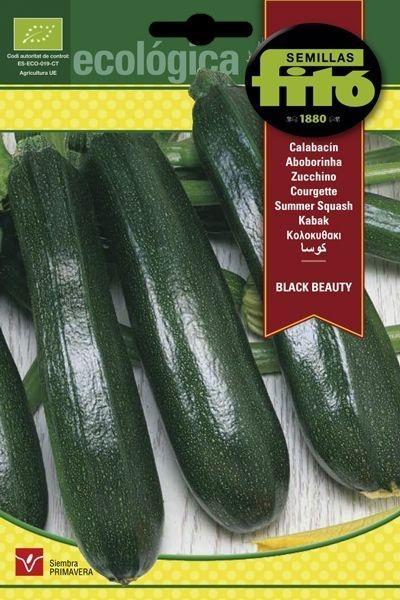 CALABACIN BLACK BEAUTY NEGRO BELLEZA ECOLOGICO SUPERBOL