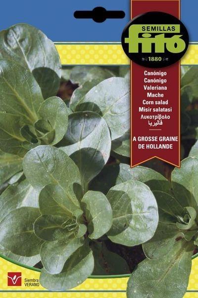 CANONIGOS A GROSSE GRAINE DE HOLLANDE SUPERBOL