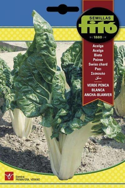 ACELGA VERDE PENCA BLANCA LARGA-TARREGA SUPERBOL