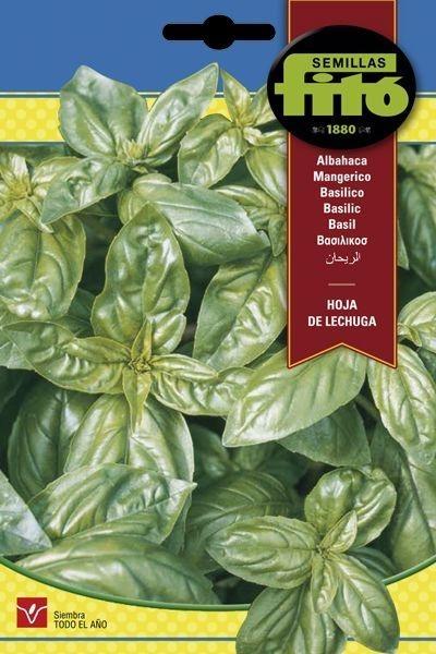 ALBAHACA HOJA DE LECHUGA SUPERBOL