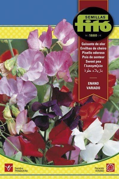 GUISANTE DE OLOR ENANO VARIADO SUPERBOL