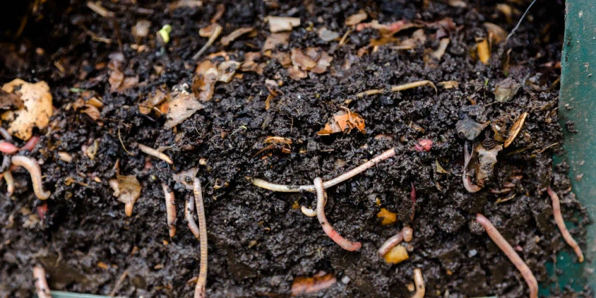 Compostaje de estiércol: transformar residuos en fertilizantes de calidad