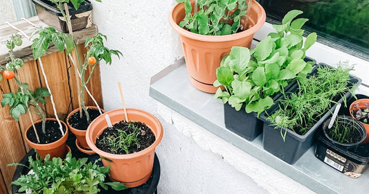 Huertos urbanos: cómo empezar paso a paso en casa o terraza