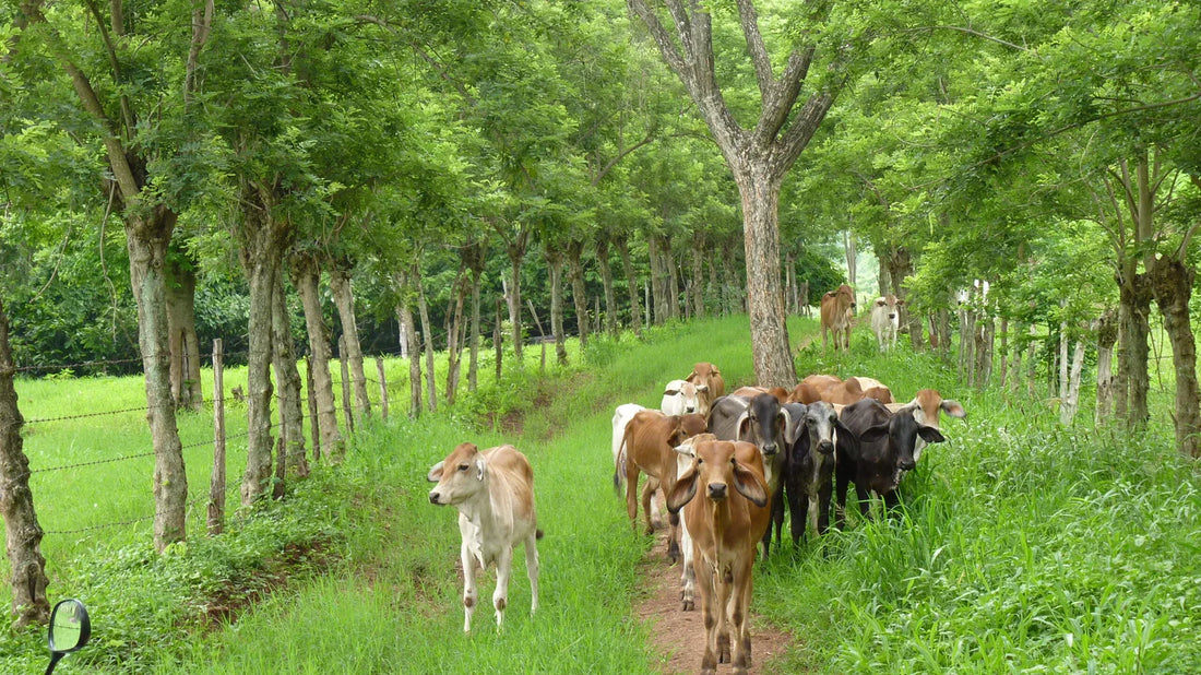 Sistemas silvopastoriles: integrar árboles, pastos y ganado