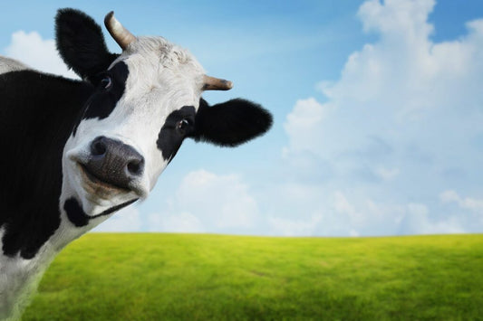 Cómo aumentar la productividad en vacas lecheras
