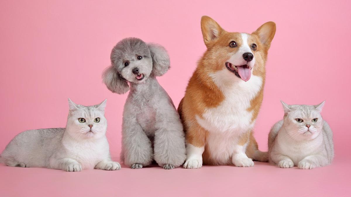 Perros