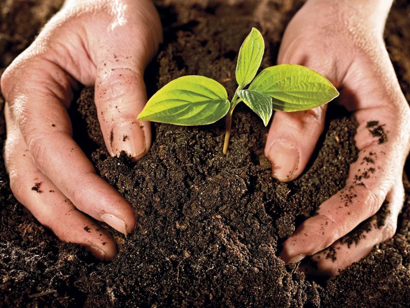 Fertilizantes