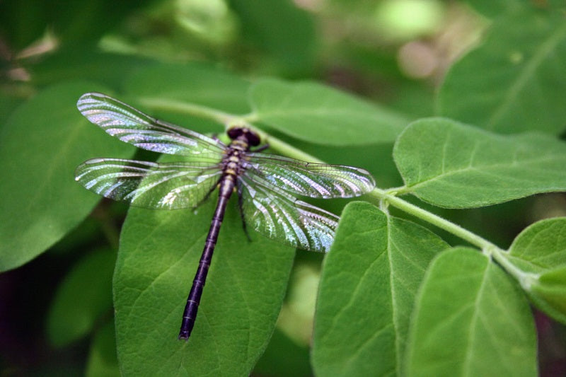 Insectos voladores
