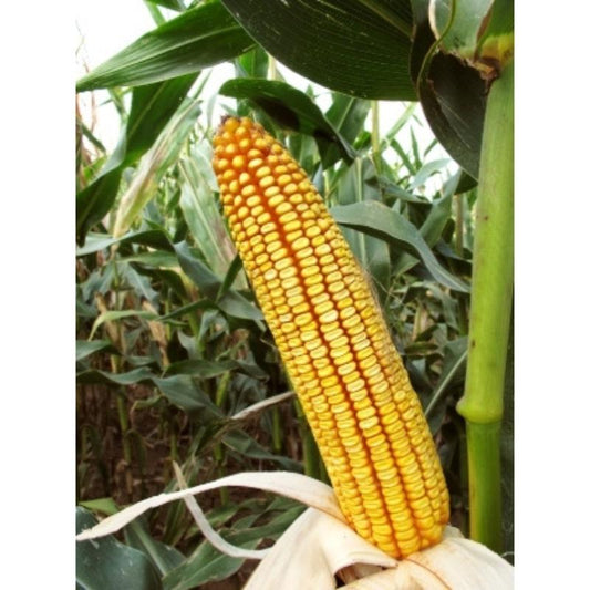 MAIZ HIB. F-1 ANTILLA (RED+KOR) 50.000 SEM.